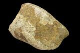 Fossil Hadrosaur Phalange - Alberta (Disposition #-) #136306-3